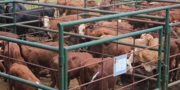 Remates 2021: con el último del año en Capioví se comercializaron más de 5 mil cabezas