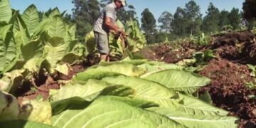 Lanzan convocatoria para el registro y censo tabacalero