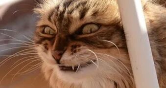 Estudio revela que todos los gatos domésticos podrían ser psicópatas