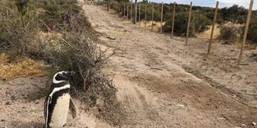 Medio ambiente: un conflicto familiar desencadenó la masacre de 292 pingüinos y huevos de pichón en Punta Tombo