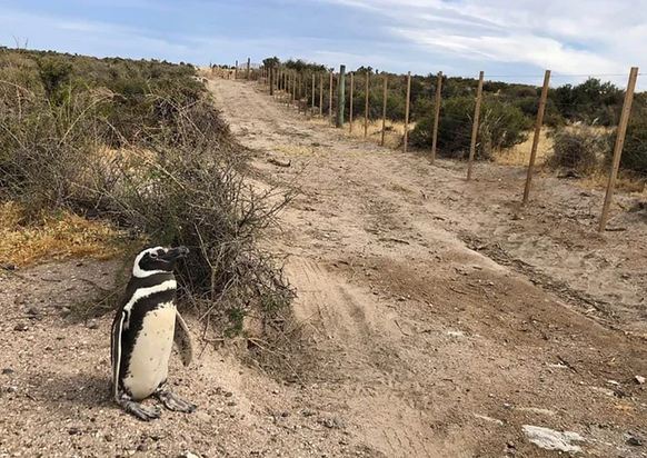 Medio ambiente: un conflicto familiar desencadenó la masacre de 292 pingüinos y huevos de pichón en Punta Tombo