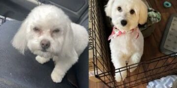 Llevó a su cachorro a la peluquería y le devolvieron un perro adulto