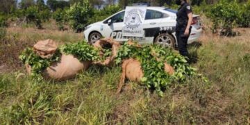 Frustraron el robo de 500 kg de hojas de yerba mate en Oberá
