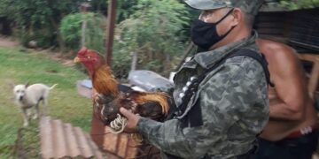 Criador de gallos de riña se resistió armado y con un niño como escudo
