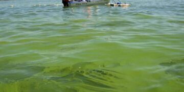 Alerta por cianobacterias en el agua de Buenos Aires, Santa Fe, Entre Ríos y Córdoba