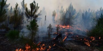 Los incendios ponen en riesgo la biodiversidad de los Esteros del Iberá