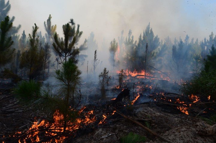 Los incendios ponen en riesgo la biodiversidad de los Esteros del Iberá