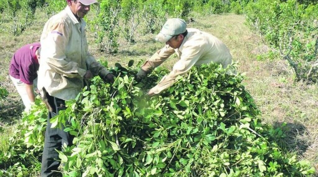 El precio de la yerba nuevamente se definirá en un laudo de Nación