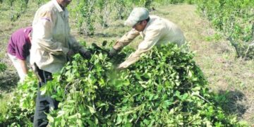 El precio de la yerba nuevamente se definirá en un laudo de Nación