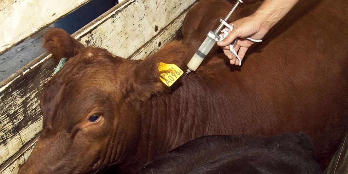 Comenzó la primera campaña de vacunación contra la fiebre aftosa