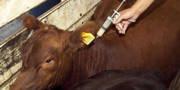 Comenzó la primera campaña de vacunación contra la fiebre aftosa
