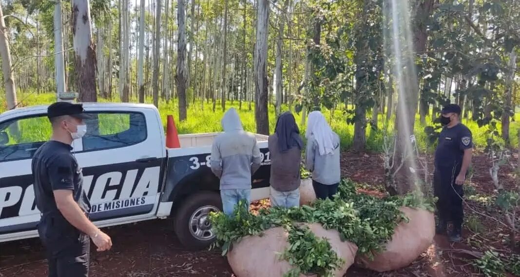 Los detuvieron cuando estaban a punto de llevarse casi dos mil kilos de yerba en Ruiz de Montoya