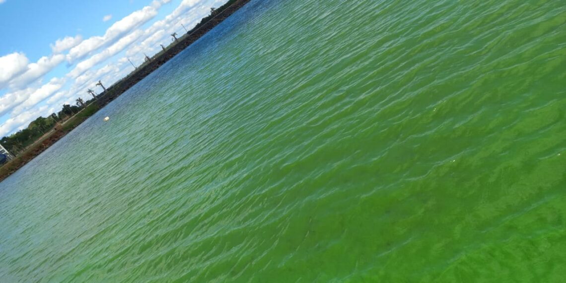 Detectaron cianobacterias en aguas del arroyo Mártires