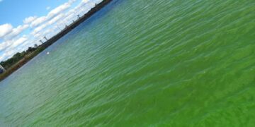 Detectaron cianobacterias en aguas del arroyo Mártires