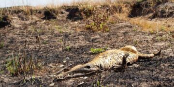 Revelan que las especies más afectadas por los incendios en Corrientes fueron los yacarés y las tortugas