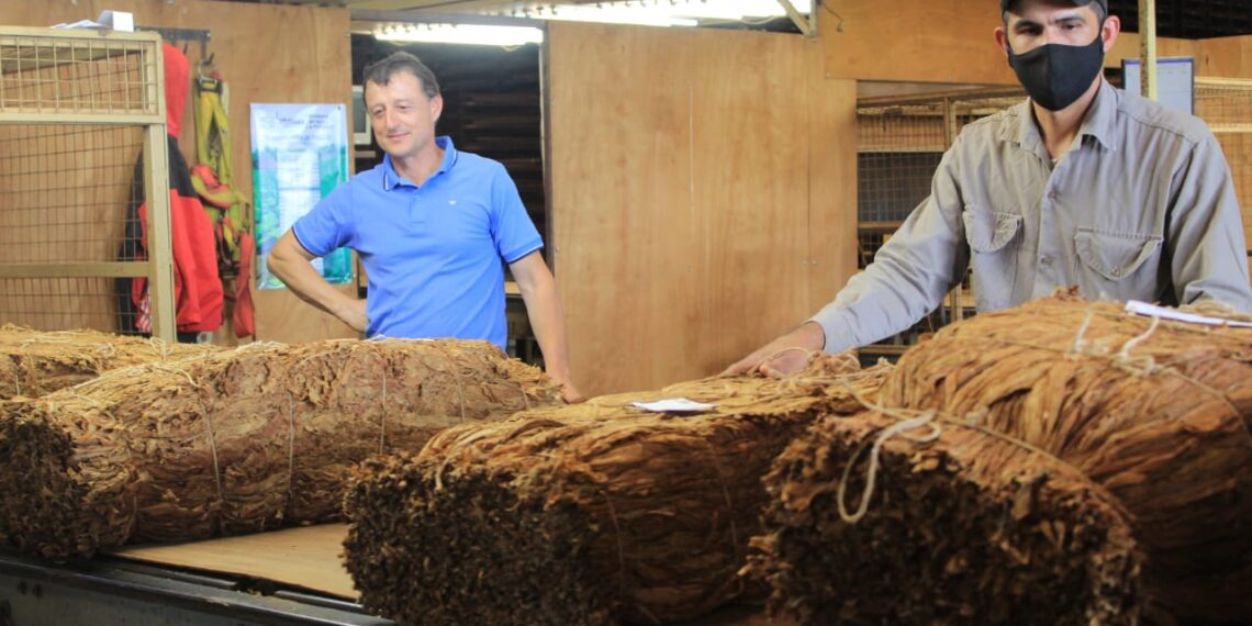 Comenzó el acopio tabacalero y estiman que alcanzará los 20 millones de kilos