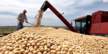 Suspendieron las exportaciones de harina y aceite de soja