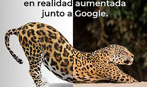 Fundación Vida Silvestre Argentina y Google presentan al yaguareté y al oso hormiguero en realidad aumentada
