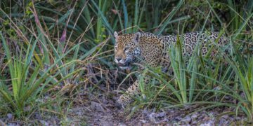Día Mundial de la Vida Silvestre: conservar especies para restaurar ecosistemas
