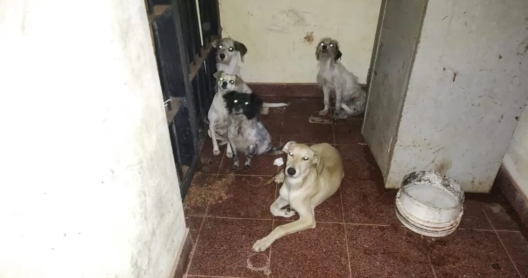 Loreto: rescataron más animales en el domicilio allanado días atrás por una nueva denuncia de maltrato