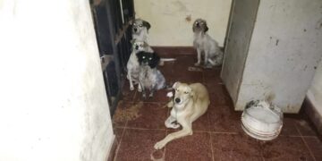 Loreto: rescataron más animales en el domicilio allanado días atrás por una nueva denuncia de maltrato