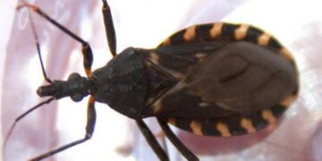 Siete de cada diez personas que tienen la enfermedad de Chagas no lo saben