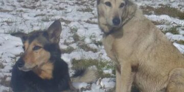 Qué fue de Betún y Fatiga, los perros más famosos de la TV argentina