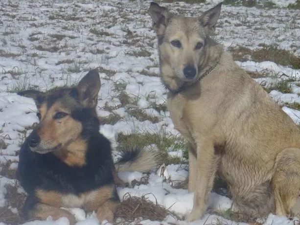 Qué fue de Betún y Fatiga, los perros más famosos de la TV argentina