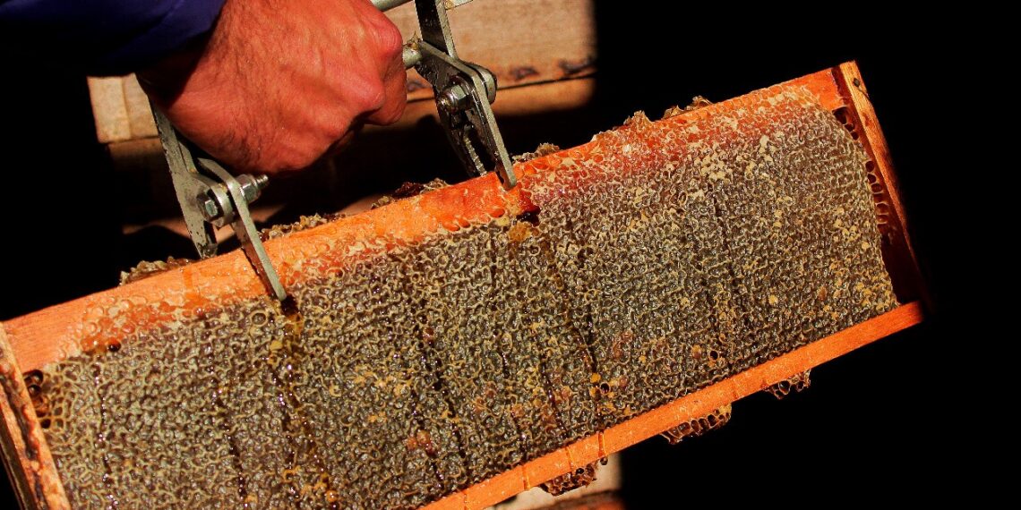 Jornada apícola: promueven el conocimiento de herramientas agroecológicas en los productos de la colmena