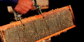 Jornada apícola: promueven el conocimiento de herramientas agroecológicas en los productos de la colmena