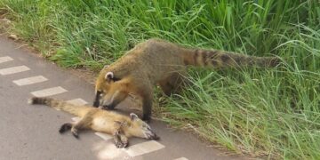 Instan a respetar los límites de velocidad en áreas protegidas para preservar la fauna local