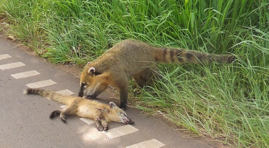 Instan a respetar los límites de velocidad en áreas protegidas para preservar la fauna local
