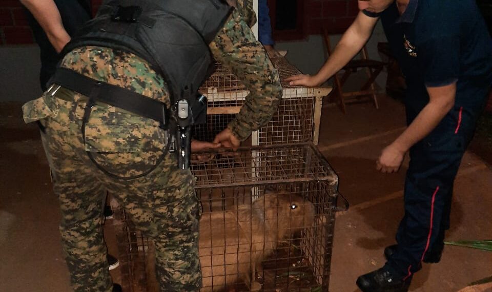 Resguardaron a un carpincho que apareció en una vivienda de San Vicente