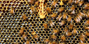 El mundo celebra hoy, el Día de las Abejas