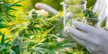 Diputados convirtió en ley el desarrollo del cannabis medicinal