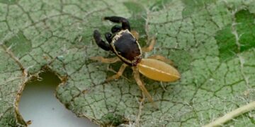 “Patoruzito”, la nueva especie de araña descubierta en Misiones