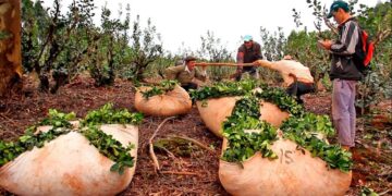 Yerba mate: Nación fijó en $46,89 el kilo de hoja verde y $178,18 la canchada