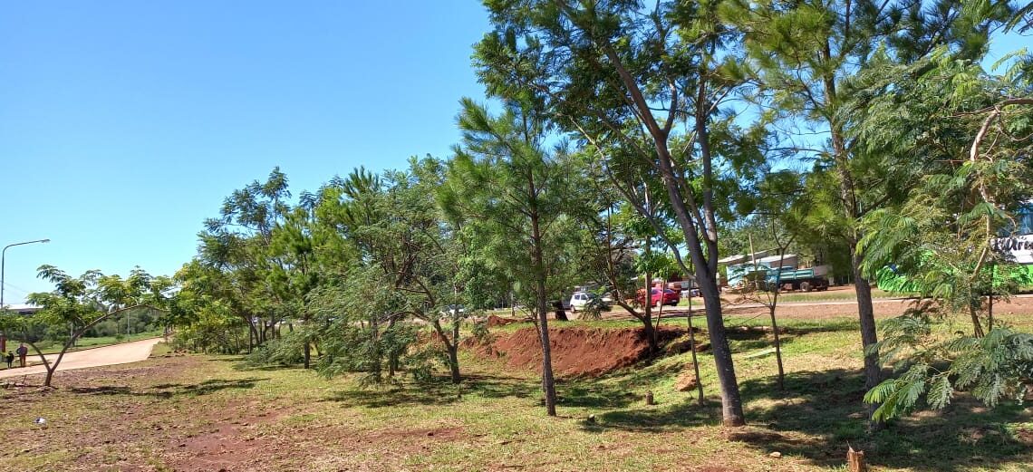 Avanza el Programa  “Arborizando mi barrio” en Itaembé Guazú