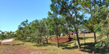 Avanza el Programa  “Arborizando mi barrio” en Itaembé Guazú