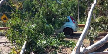 Un árbol cayó sobre un automóvil en plena Ruta 12