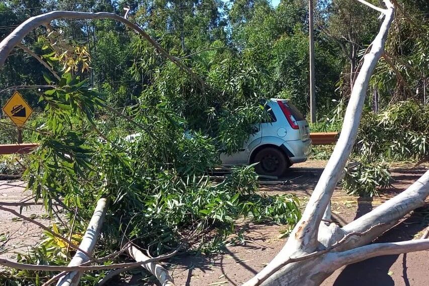 Un árbol cayó sobre un automóvil en plena Ruta 12