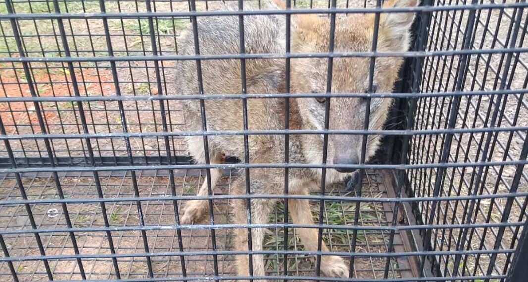 Garupá: rescataron a un zorro herido y lo llevaron a la Reserva Ecológica “El Puma”