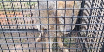 Garupá: rescataron a un zorro herido y lo llevaron a la Reserva Ecológica “El Puma”