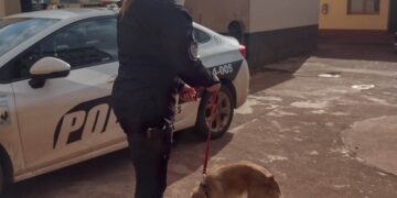Rescataron a una perra que era maltratada por su dueño