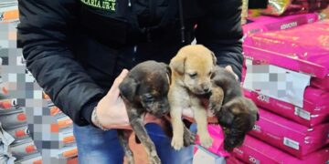 Policías rescataron tres cachorros abandonados dentro de una caja
