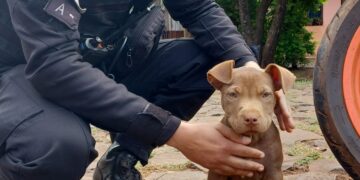 Policías restituyeron un perro que fue robado en Posadas