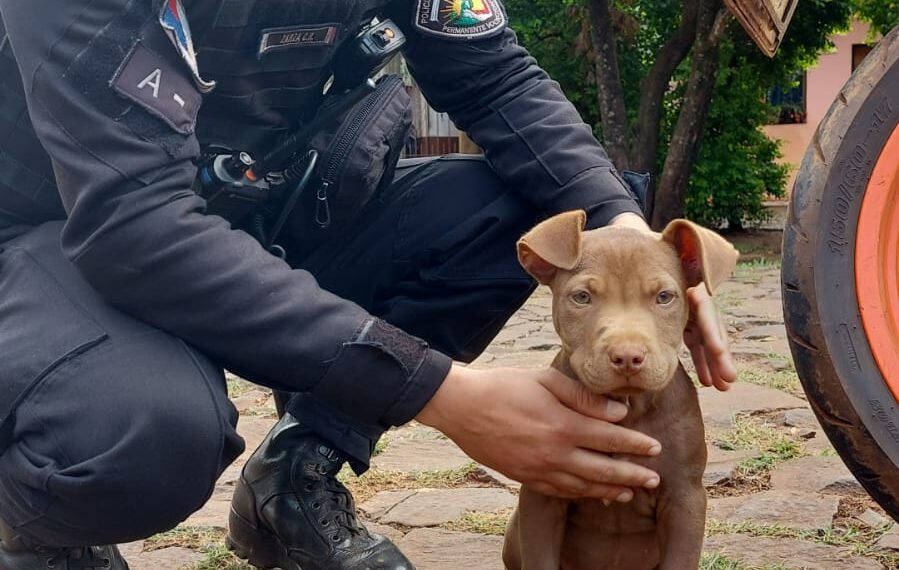 Policías restituyeron un perro que fue robado en Posadas