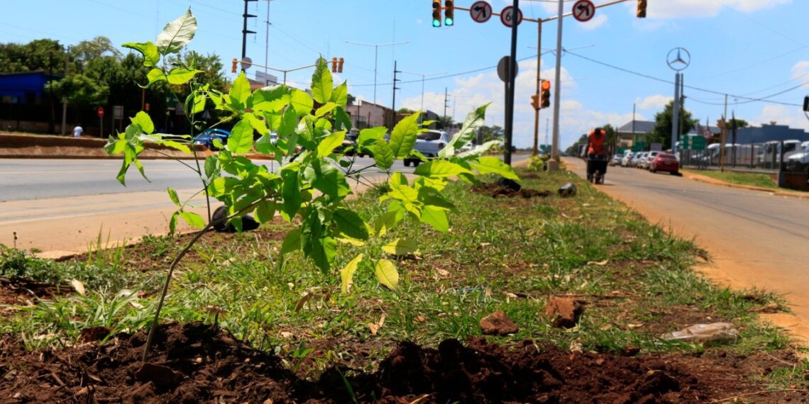 Convocan a la comunidad a plantar 1.000 árboles en la Travesía Urbana de Posadas