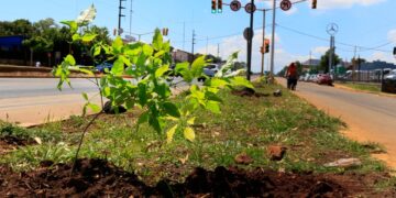 Convocan a la comunidad a plantar 1.000 árboles en la Travesía Urbana de Posadas