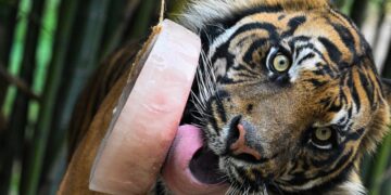 De frutas, cereales y carne: los animales del zoo de Roma se enfrentan a la ola de calor con helados